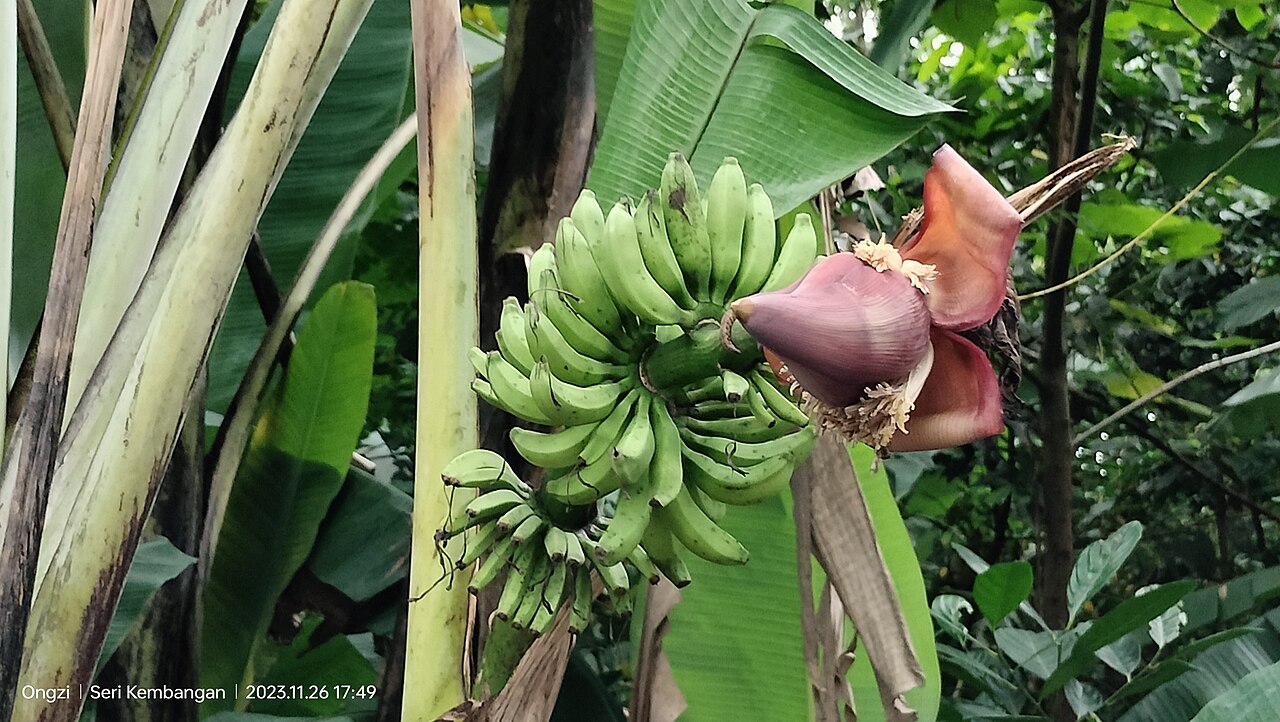 Musa acuminata s veľkými zelenými listami v kvetináči