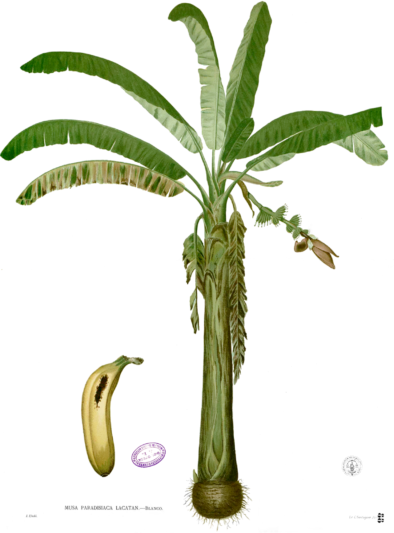 Musa paradisiaca pestovaná v kvetináči