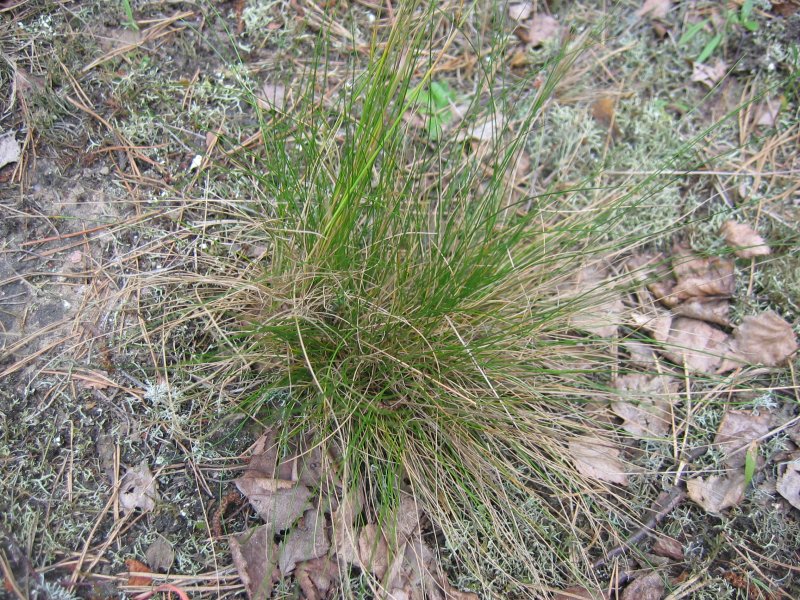 Detail súkvetia rastliny Nardus stricta