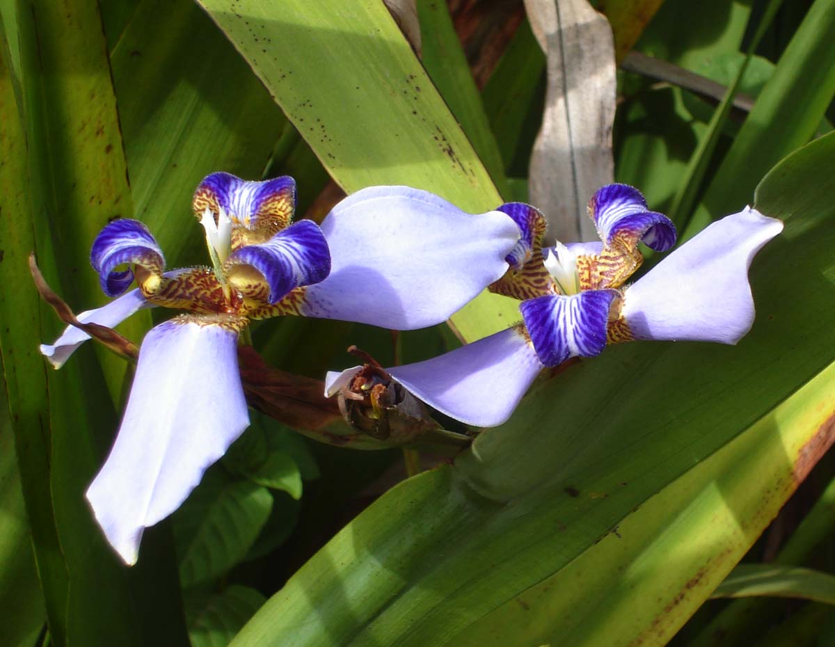 Neomarica gracilis s dlhými mečovitými listami