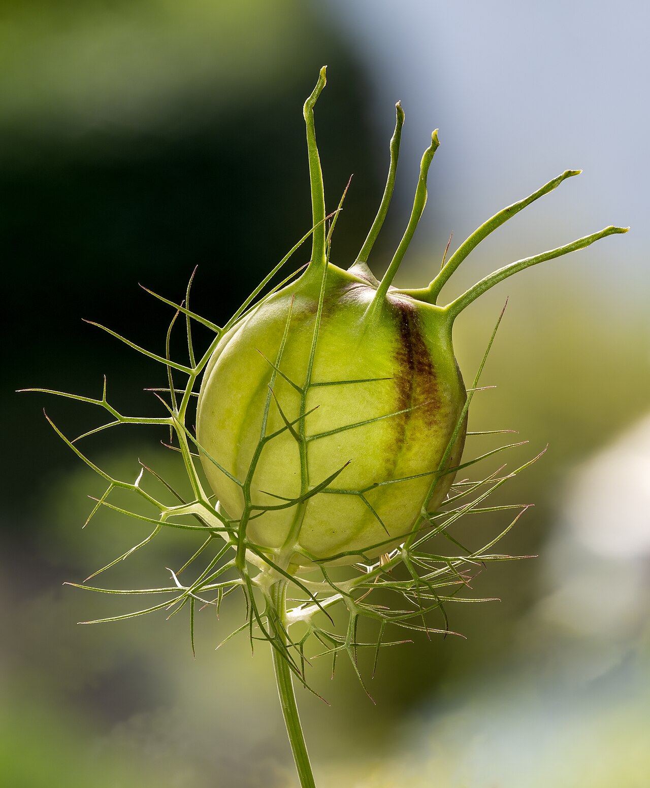 Starostlivosť o Nigella damascena a detail jemného kvetu