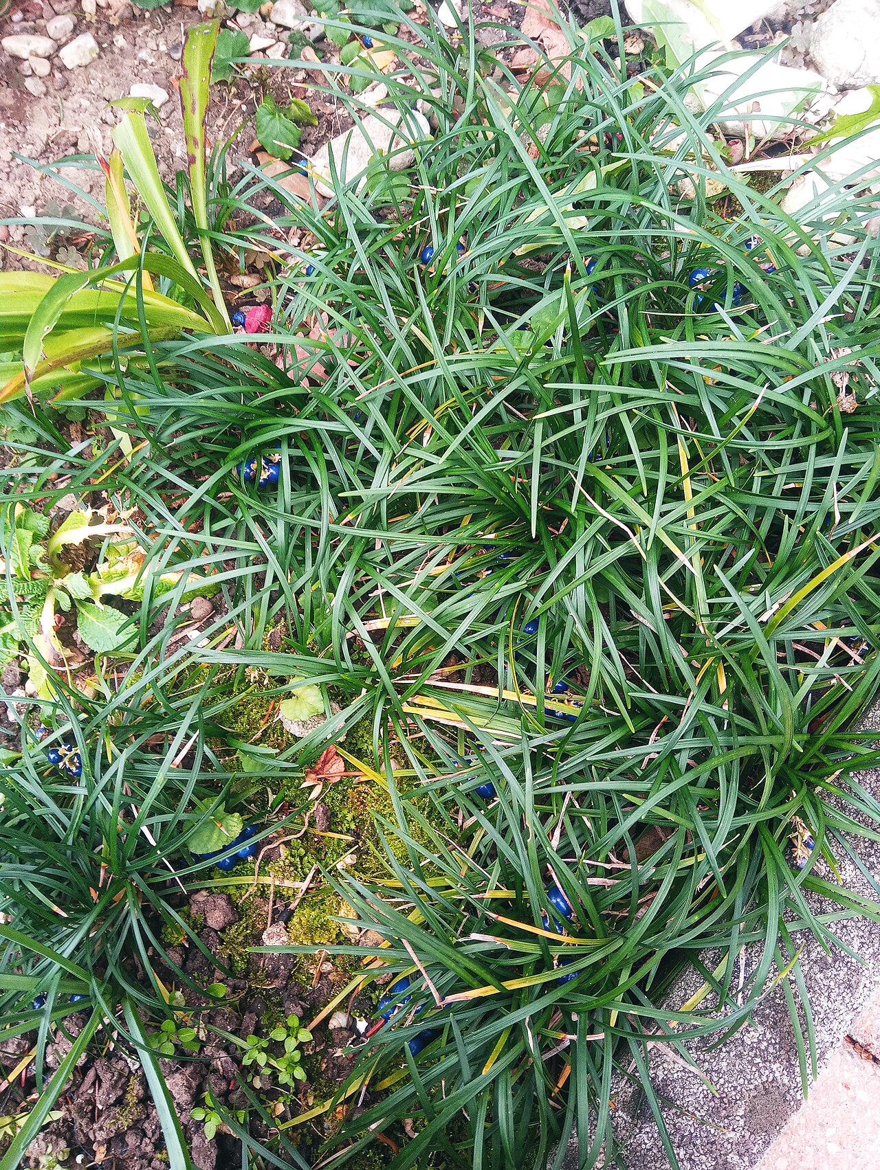 Starostlivosť o Ophiopogon japonicus v interiéri