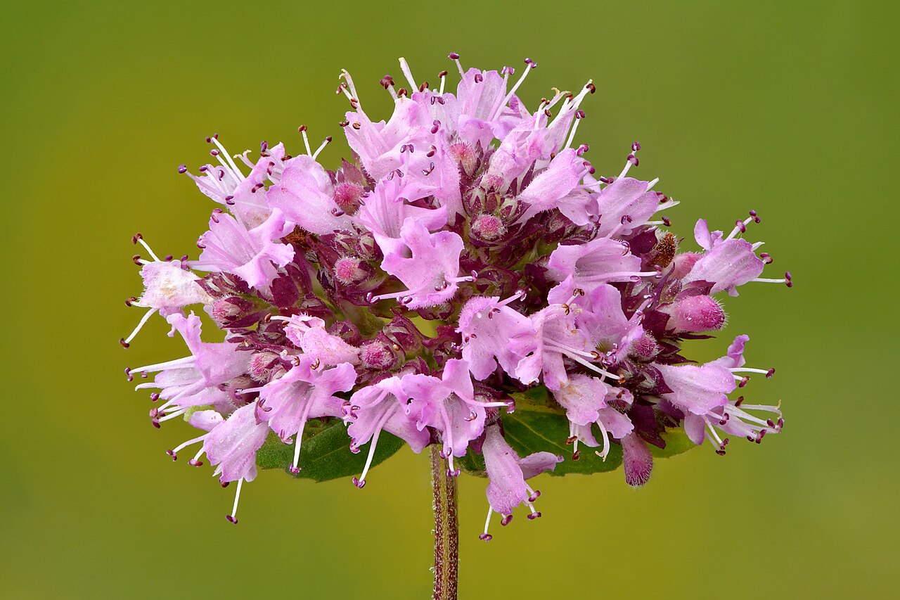 Starostlivosť o Origanum vulgare v kvetináči na slnečnom mieste