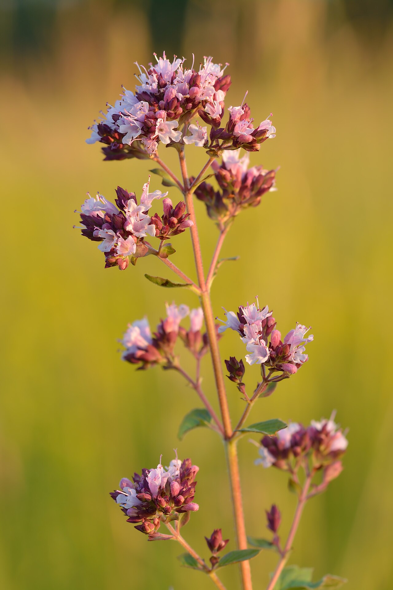 Detail listov rastliny Origanum vulgare