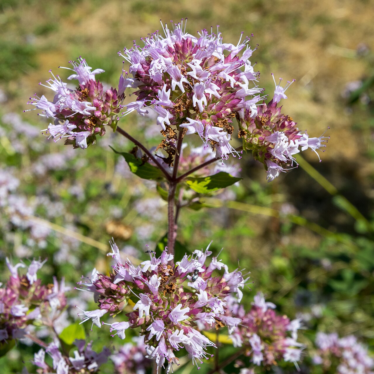 Kvitnúce Origanum vulgare s jemnými ružovými kvetmi