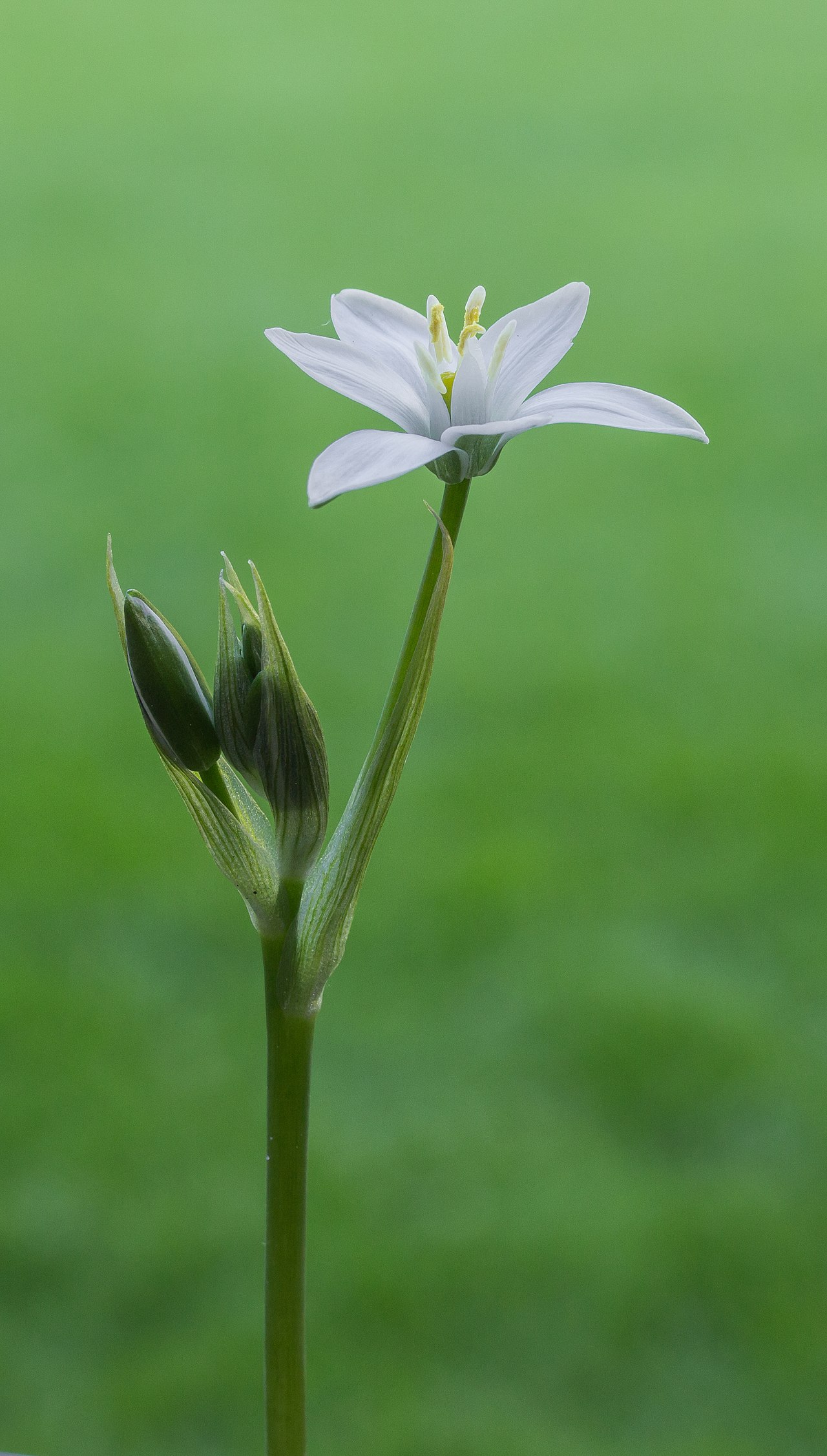 Starostlivosť o Ornithogalum umbellatum a detail bielych kvetov