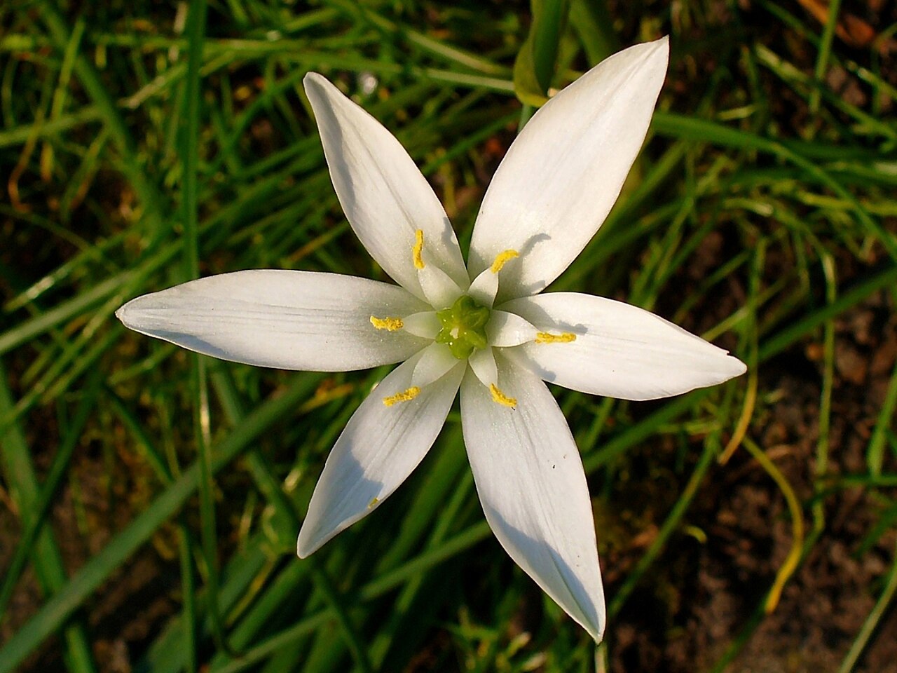 Ornithogalum umbellatum v kvete na svetlom stanovišti