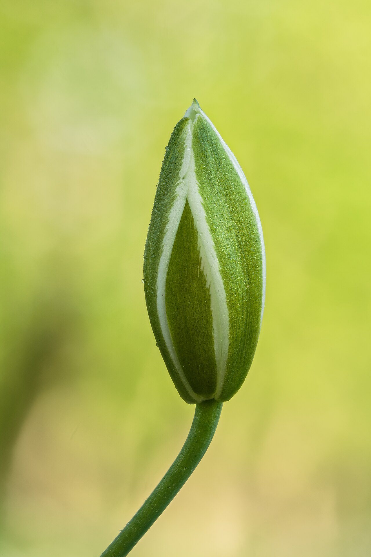 Detail hviezdicovitých bielych kvetov Ornithogalum umbellatum