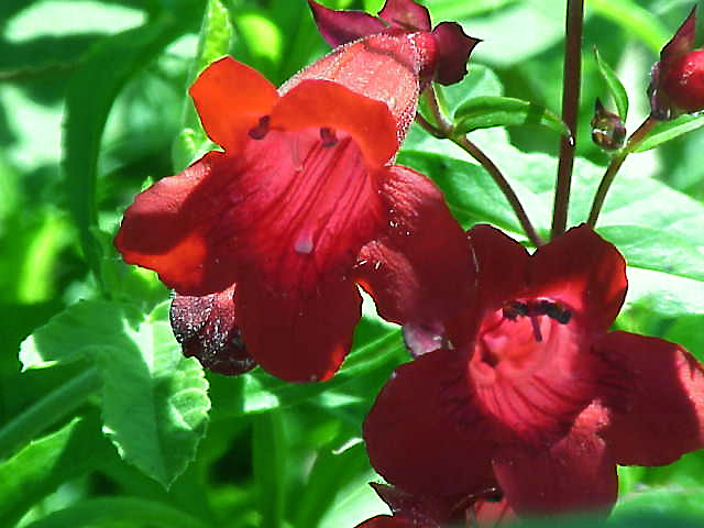 Penstemon barbatus pestovanie na slnečnom stanovišti