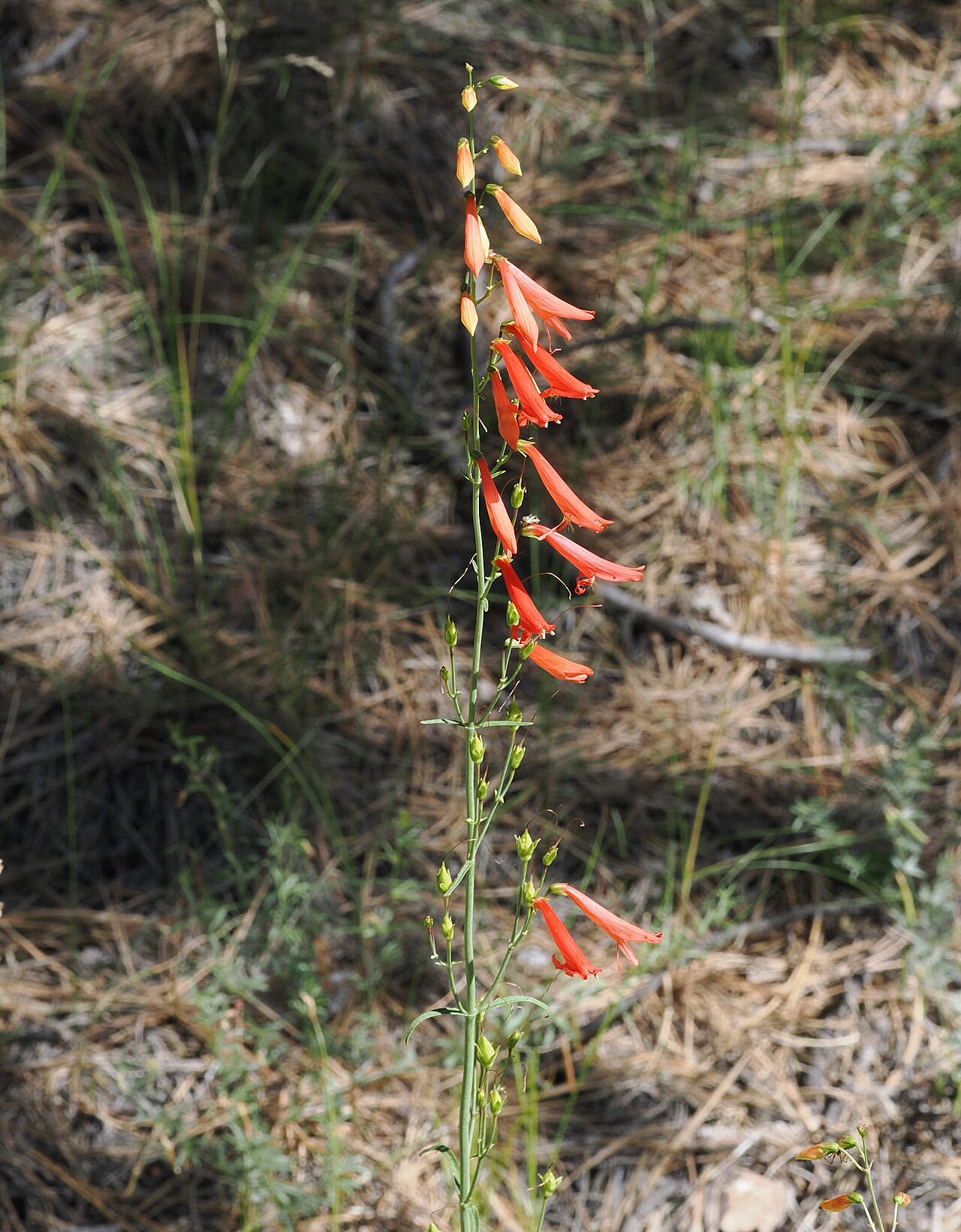 Kvitnúci Penstemon barbatus s červenými rúrkovitými kvetmi
