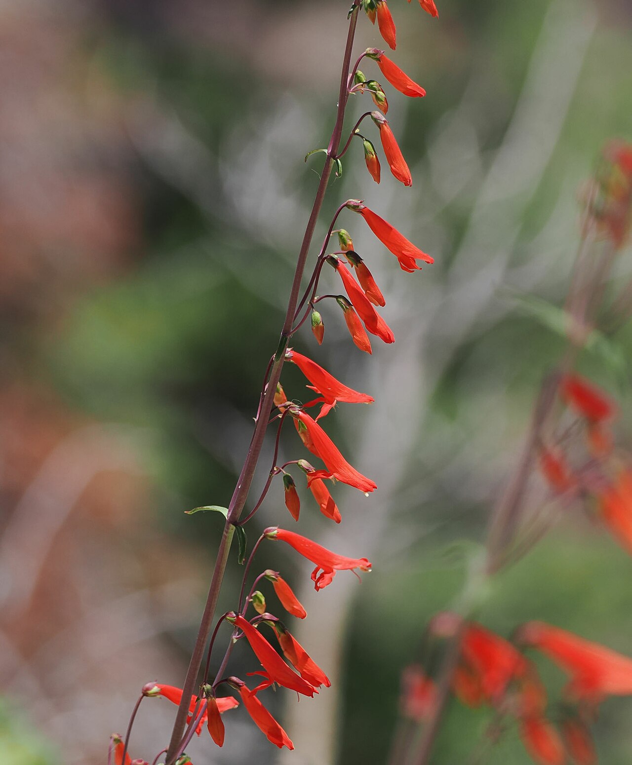 Detail listov a stoniek rastliny Penstemon barbatus