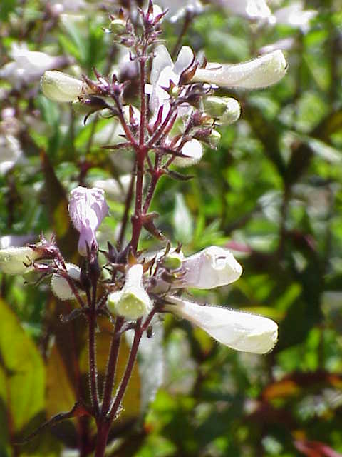 Penstemon digitalis pestovanie v záhradnom záhone