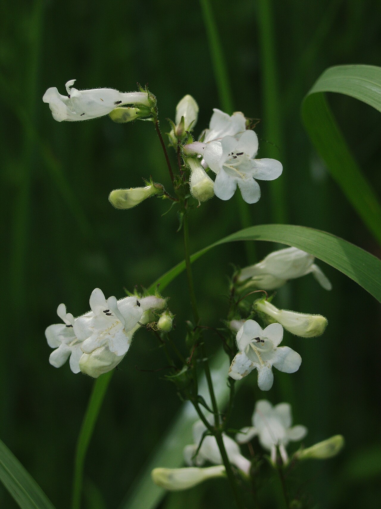 Kvitnúci Penstemon digitalis s bielymi rúrkovitými kvetmi