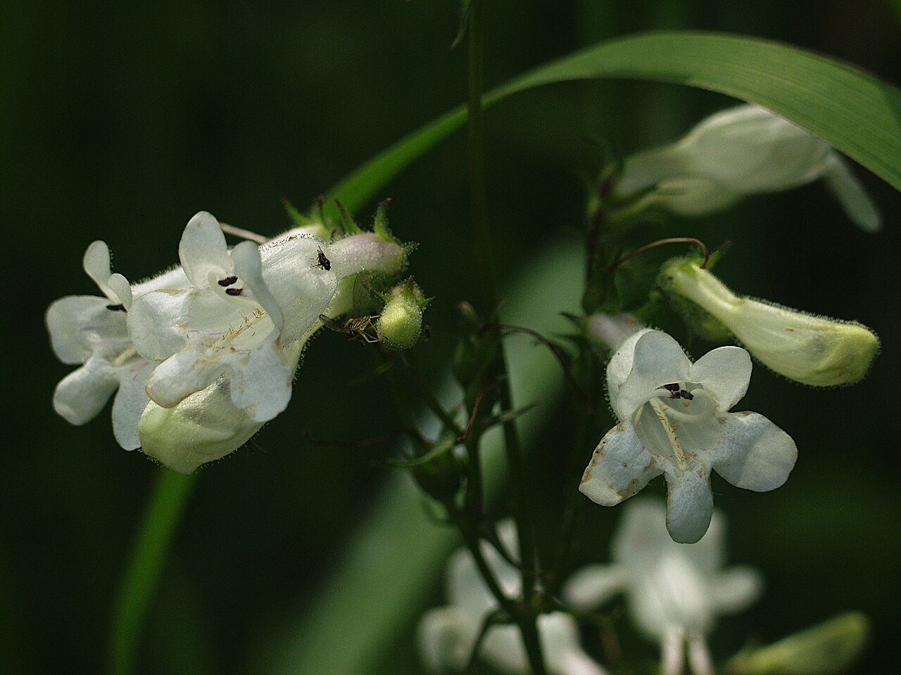 Detail listov a stoniek rastliny Penstemon digitalis
