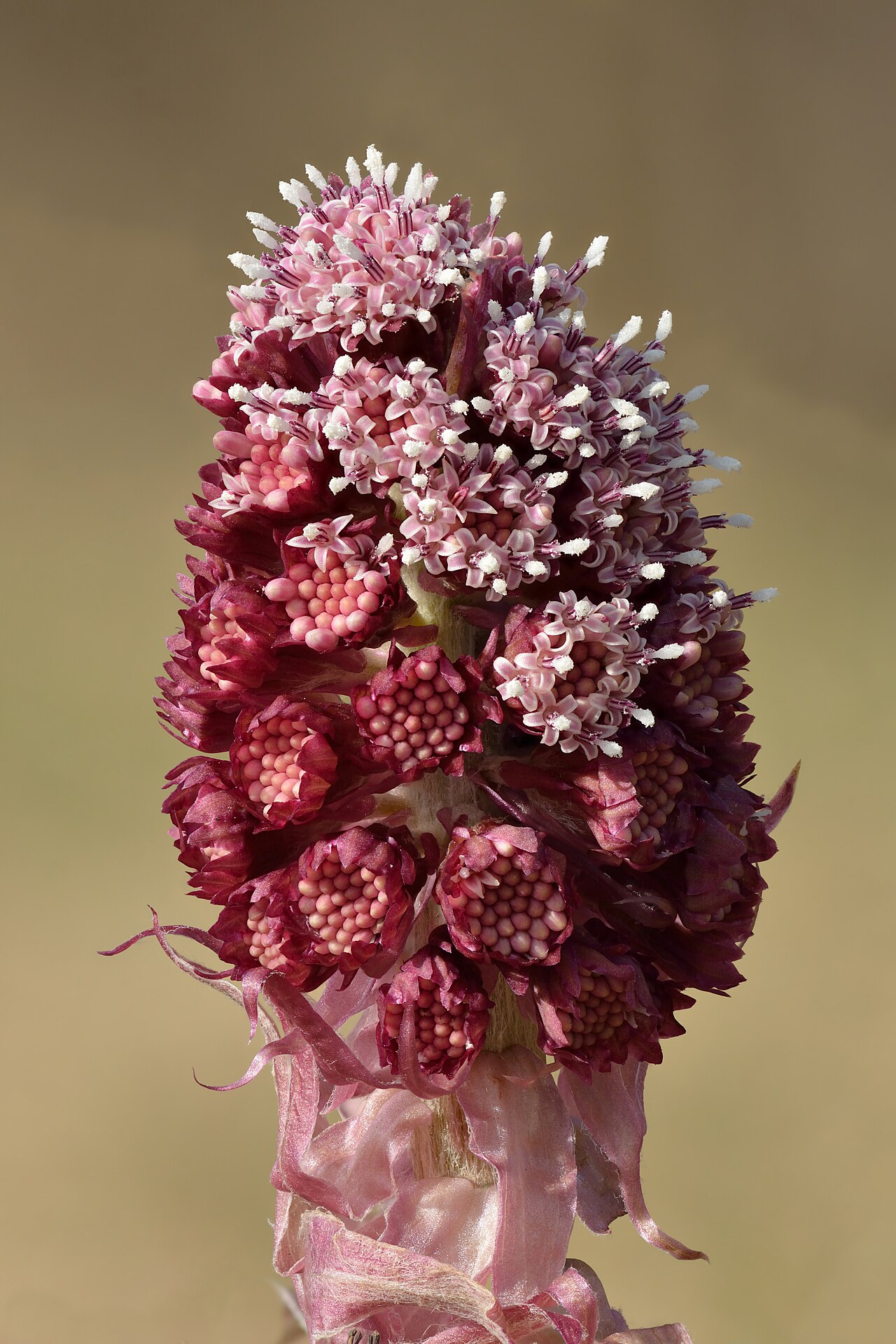 Starostlivosť o Petasites hybridus v záhrade pri vlhkom stanovišti
