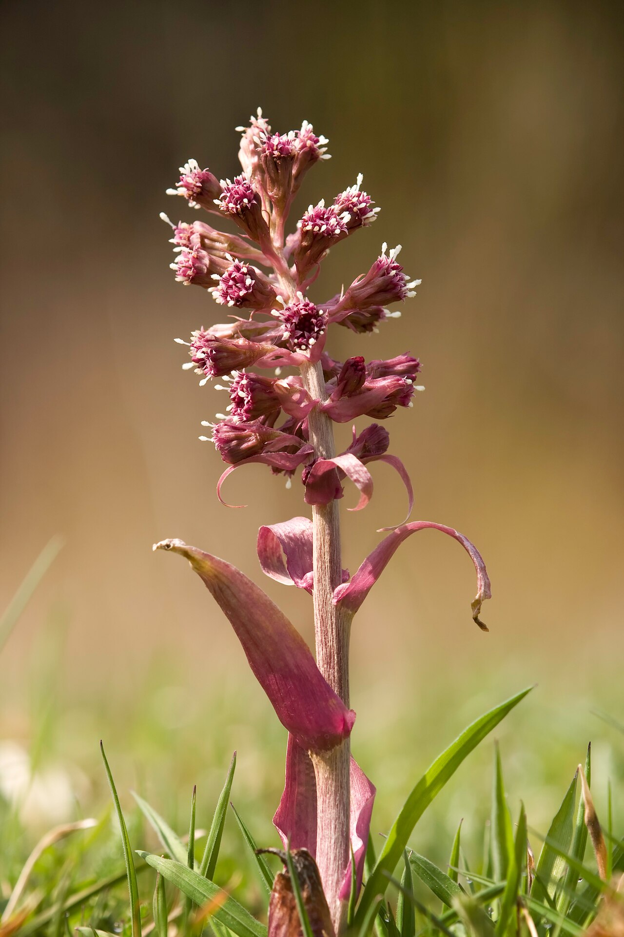Veľké srdcovité listy rastliny Petasites hybridus