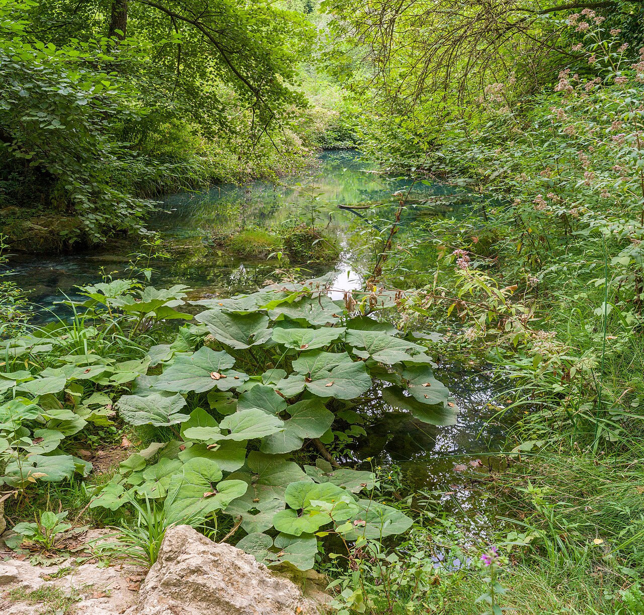 Jarné kvety Petasites hybridus v ružovofialovom odtieni