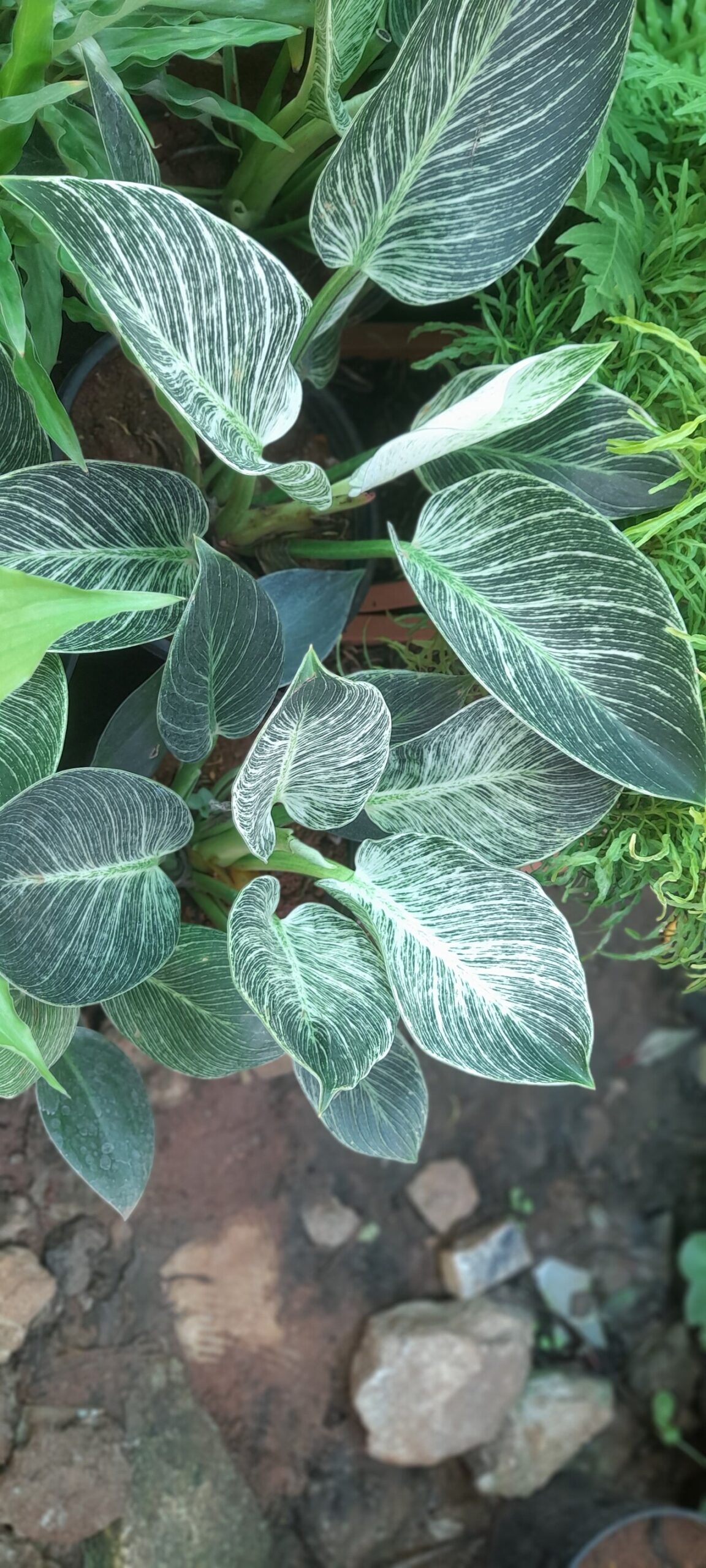 Detail listov rastliny Philodendron birkin