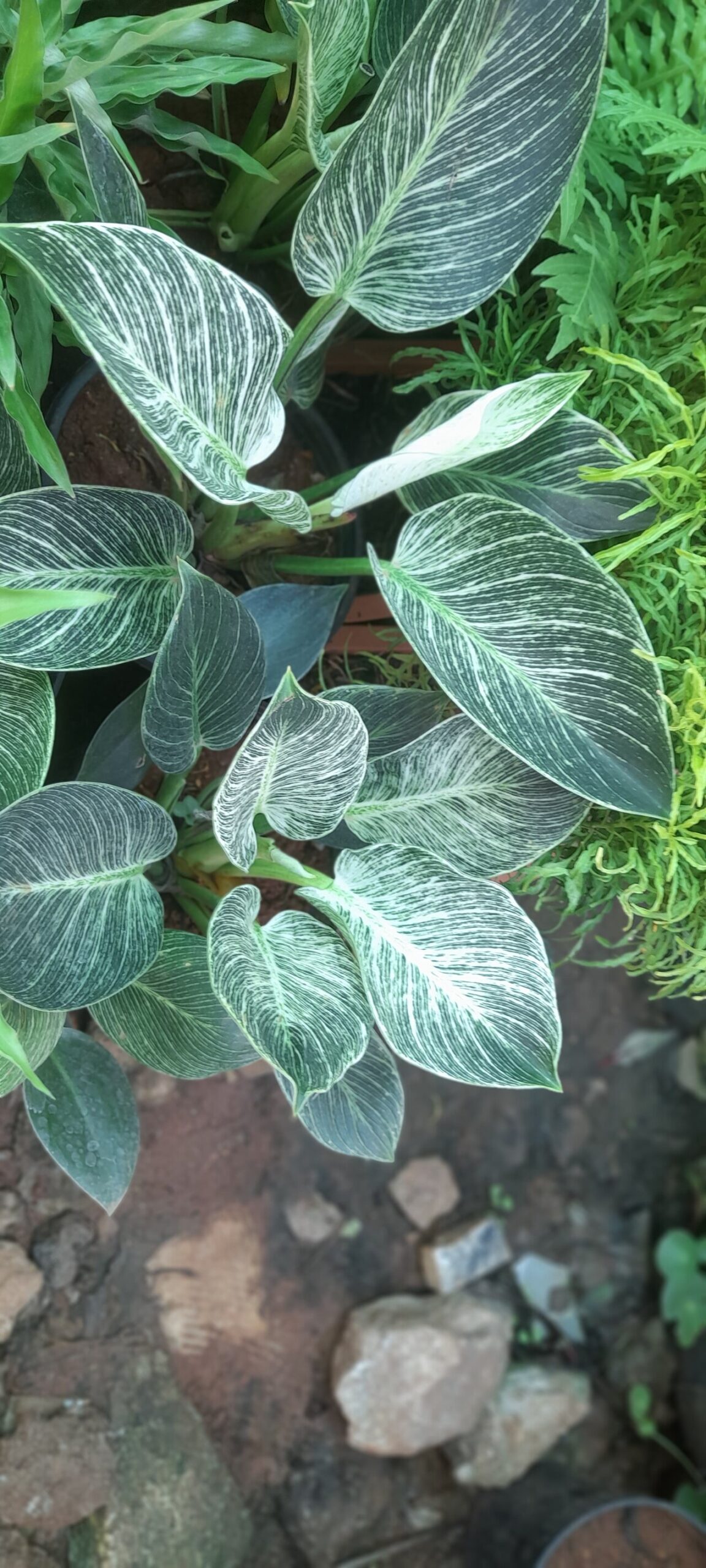 Philodendron birkin v kvetináči v interiéri
