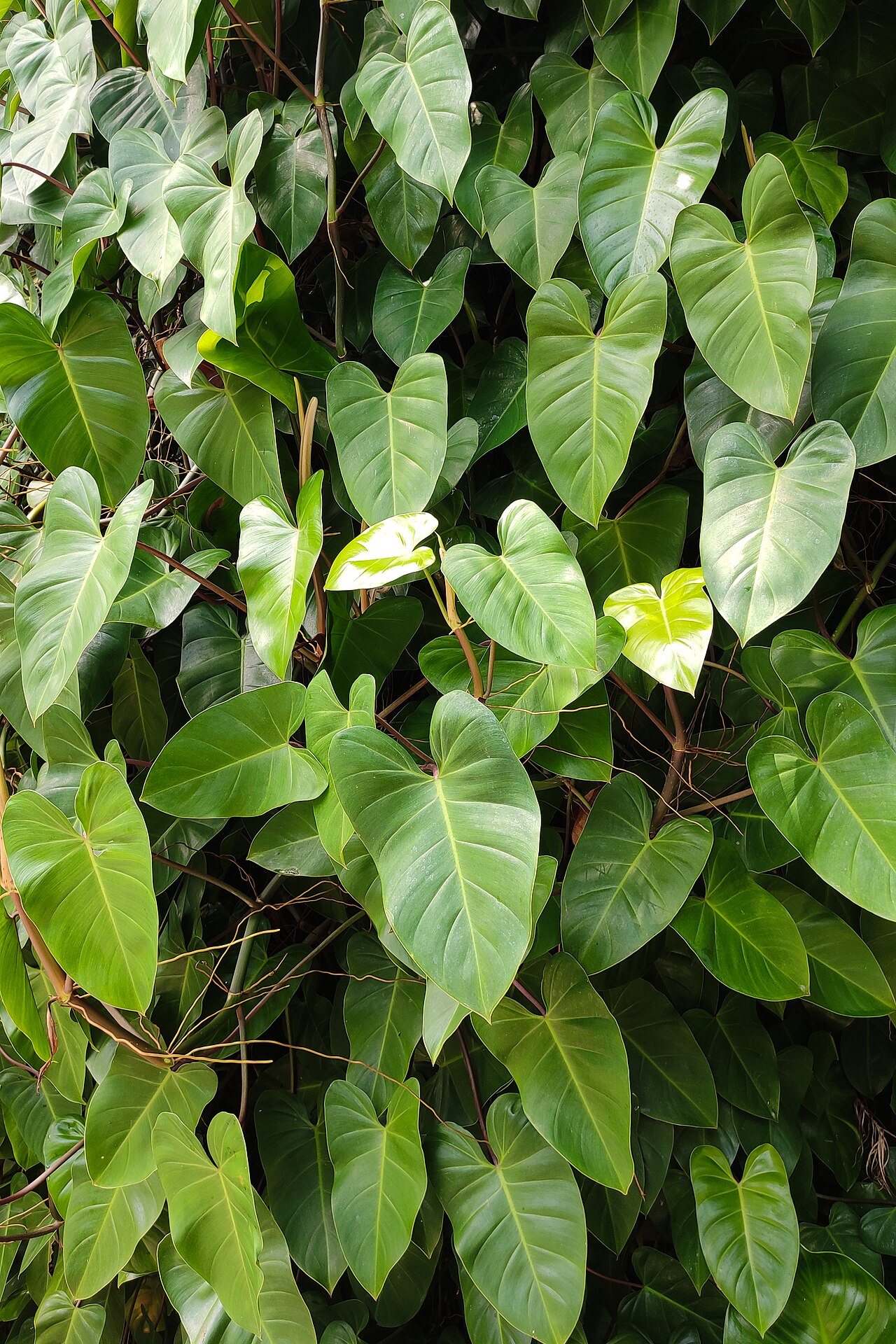 Starostlivosť o Philodendron brasil a jeho panašované listy