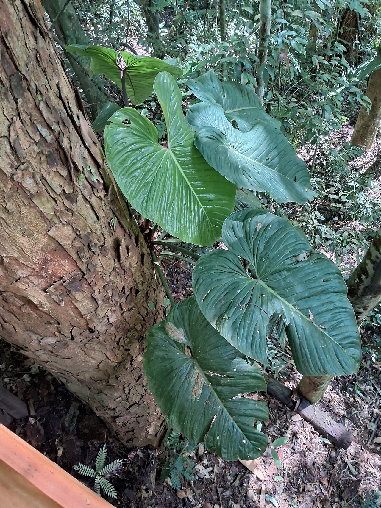 Philodendron brasil s lesklými srdcovitými listami