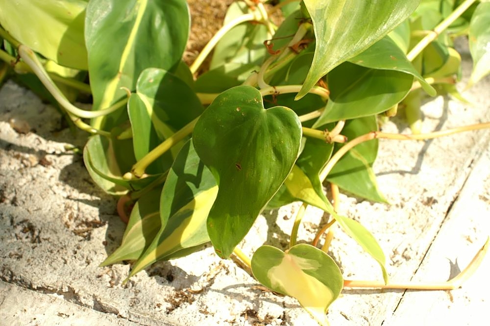 Detail listov rastliny Philodendron brasil