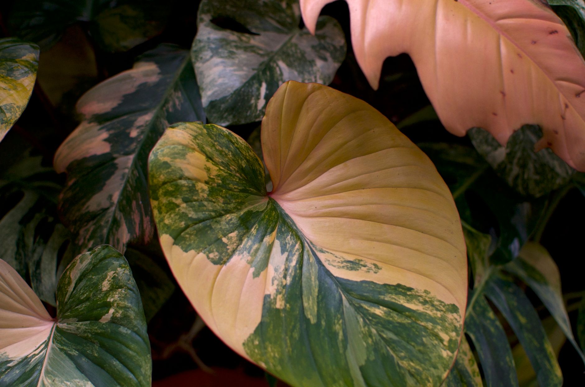 Philodendron Burgundy v kvetináči na svetlom mieste
