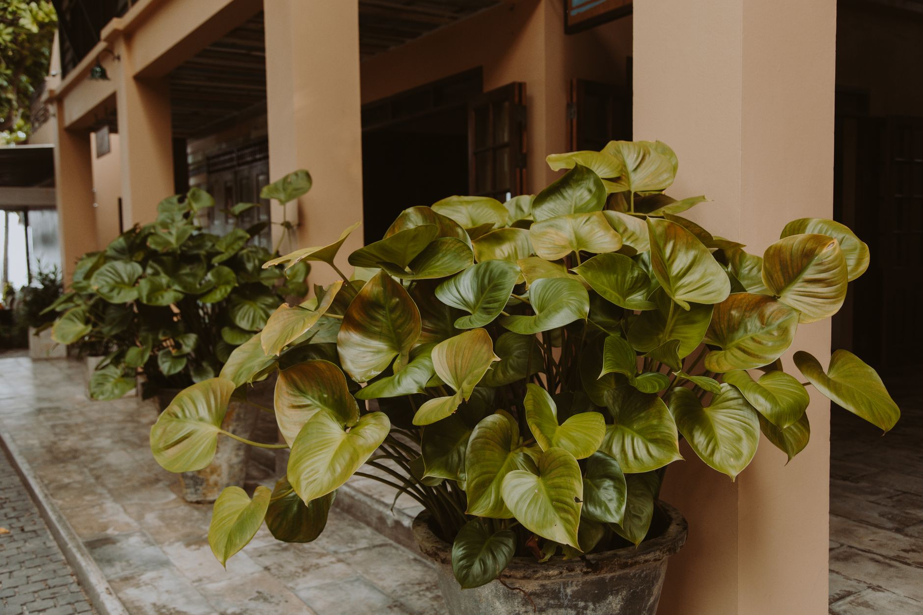 Philodendron Burgundy pestovanie v interiéri s oporou
