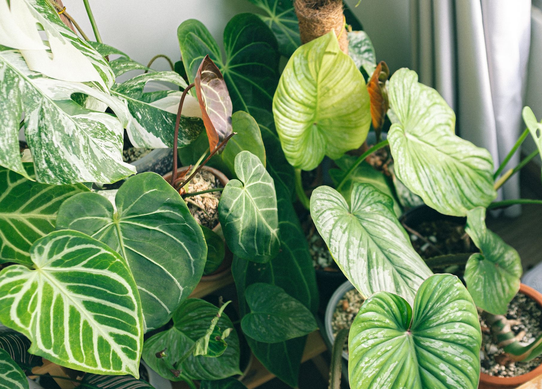 Philodendron domesticum ako izbová rastlina v črepníku