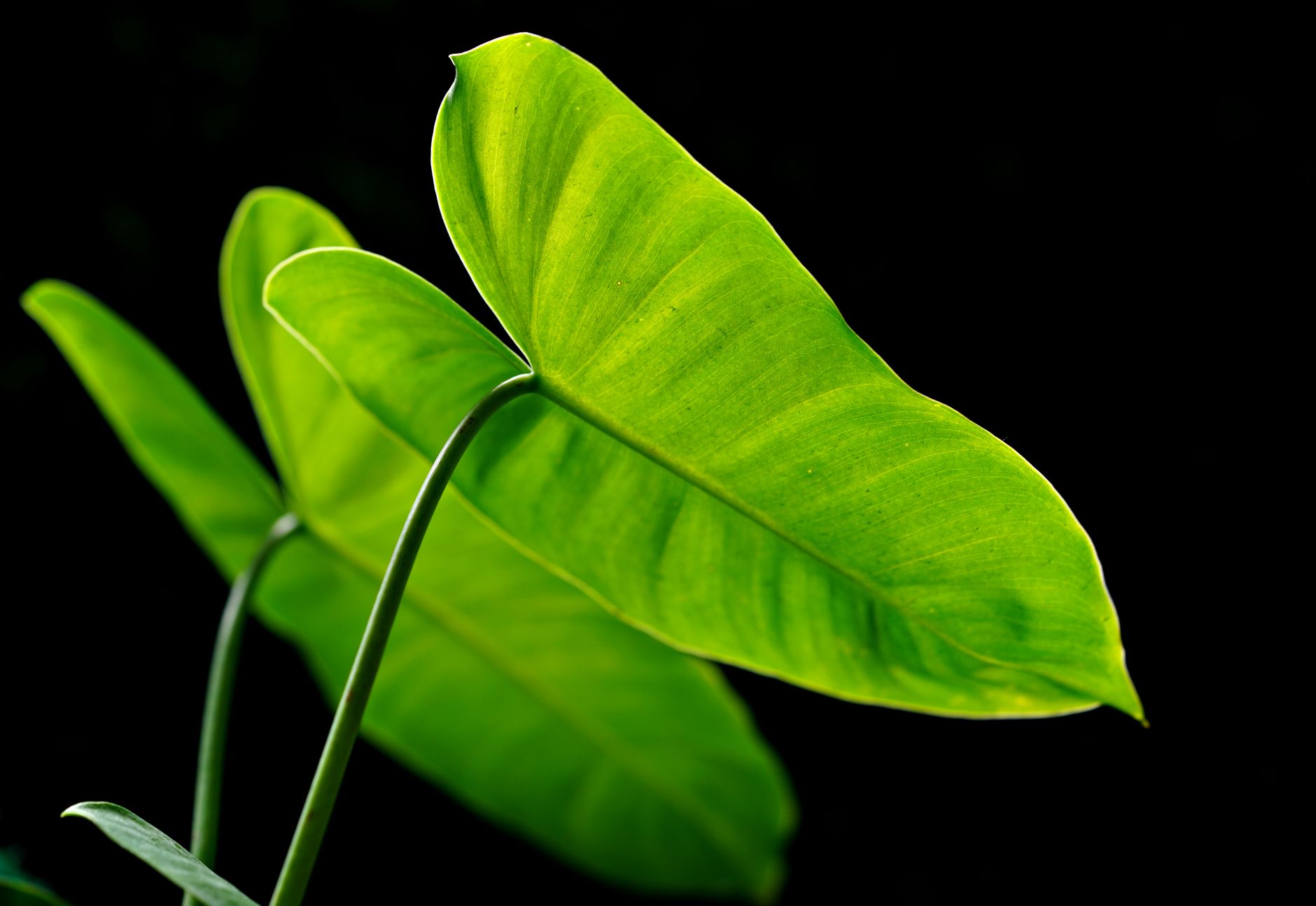 Veľké lesklé listy rastliny Philodendron domesticum