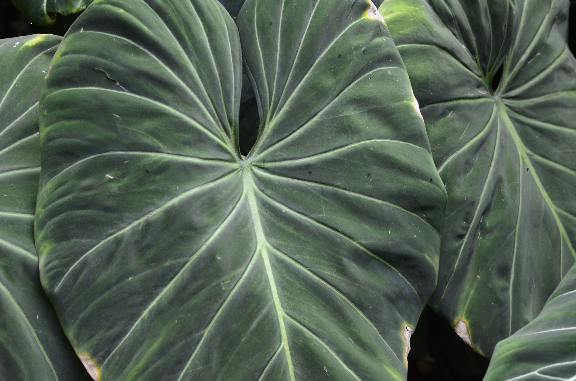 Detail listov Philodendron El Choco Red s výraznou žilnatinou