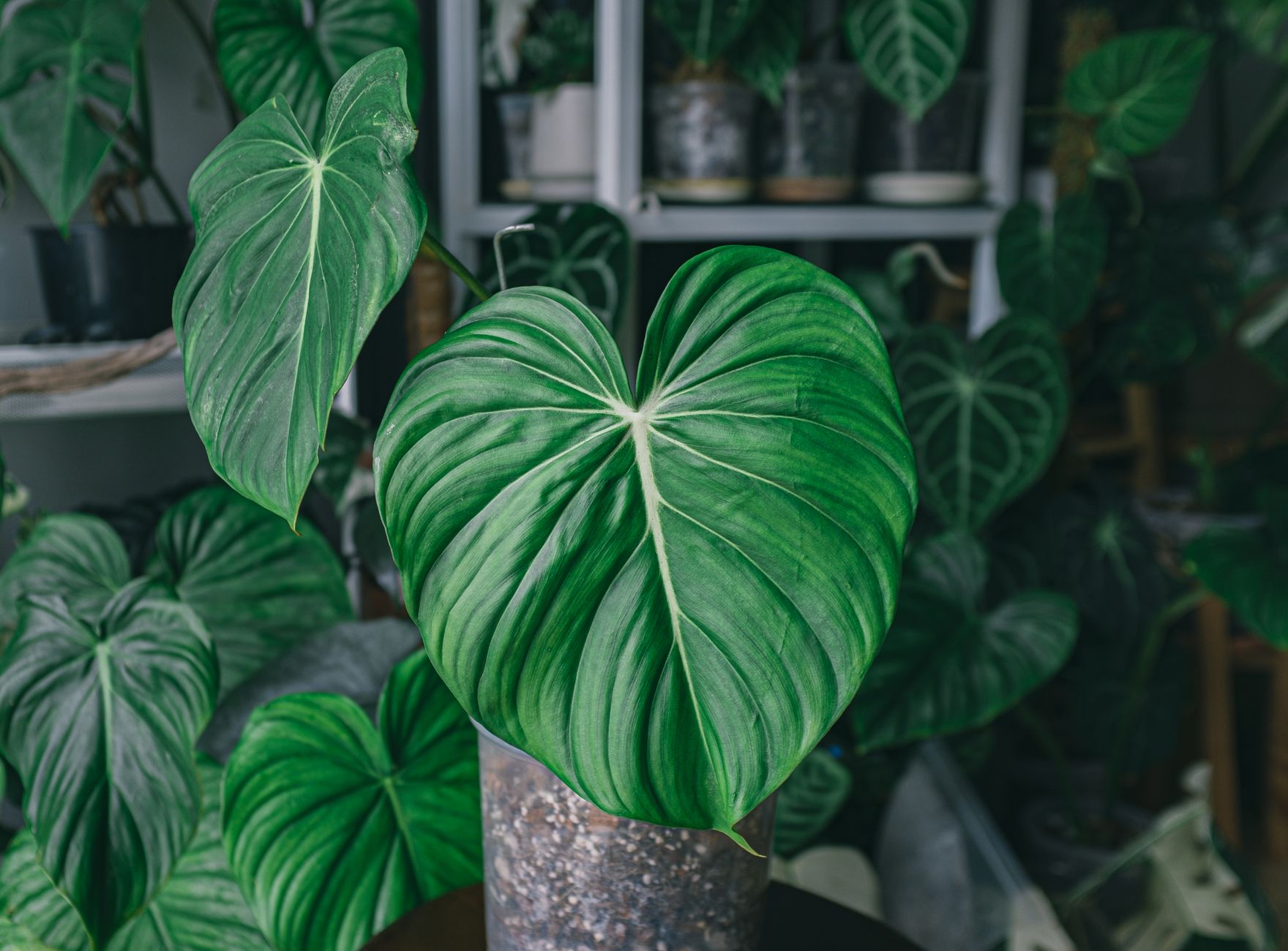 Starostlivosť o Philodendron El Choco Red v interiéri