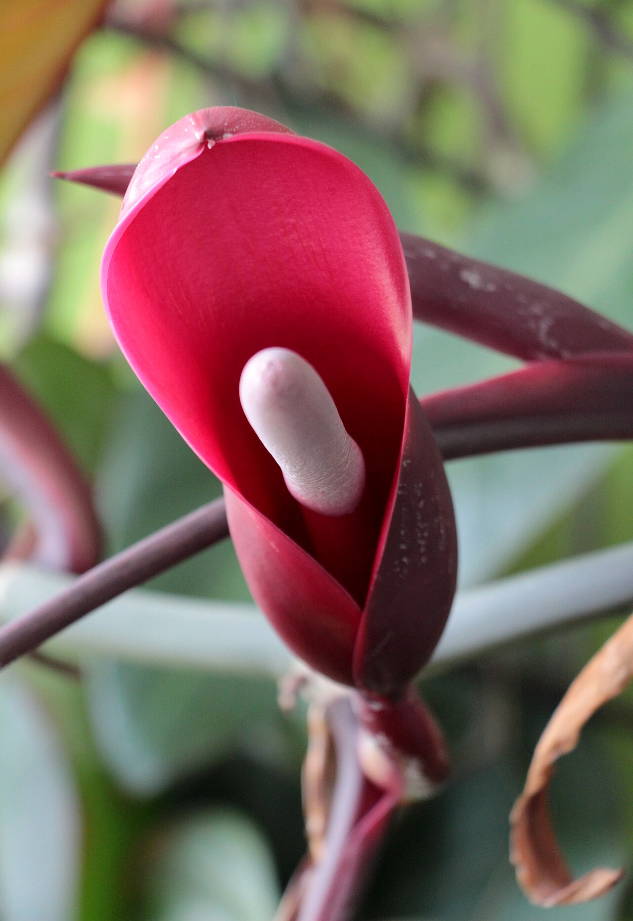 Philodendron erubescens pestovanie v interiéri pri rozptýlenom svetle