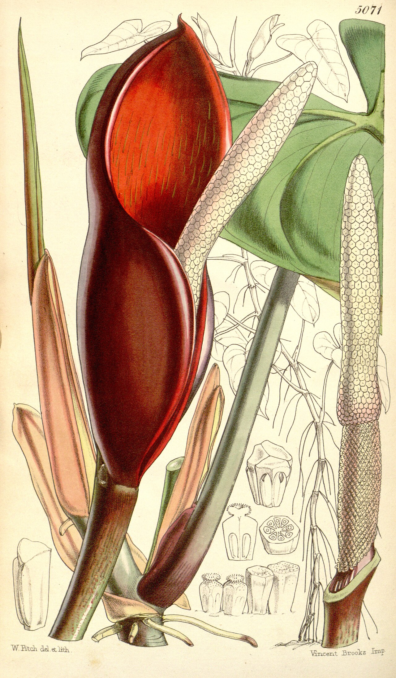 Detail lesklých listov rastliny Philodendron erubescens