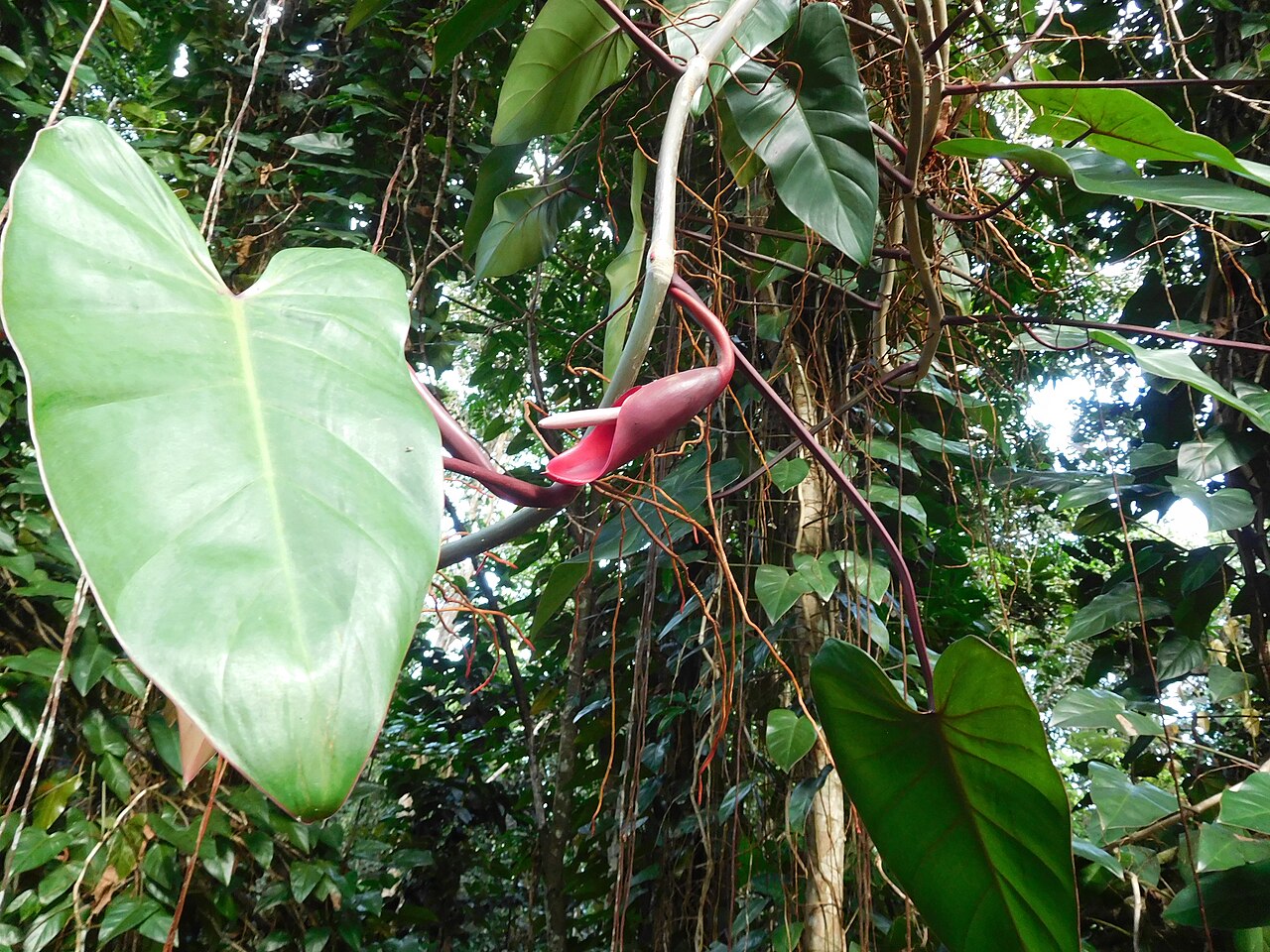 Philodendron erubescens s oporou na šplhanie v kvetináči