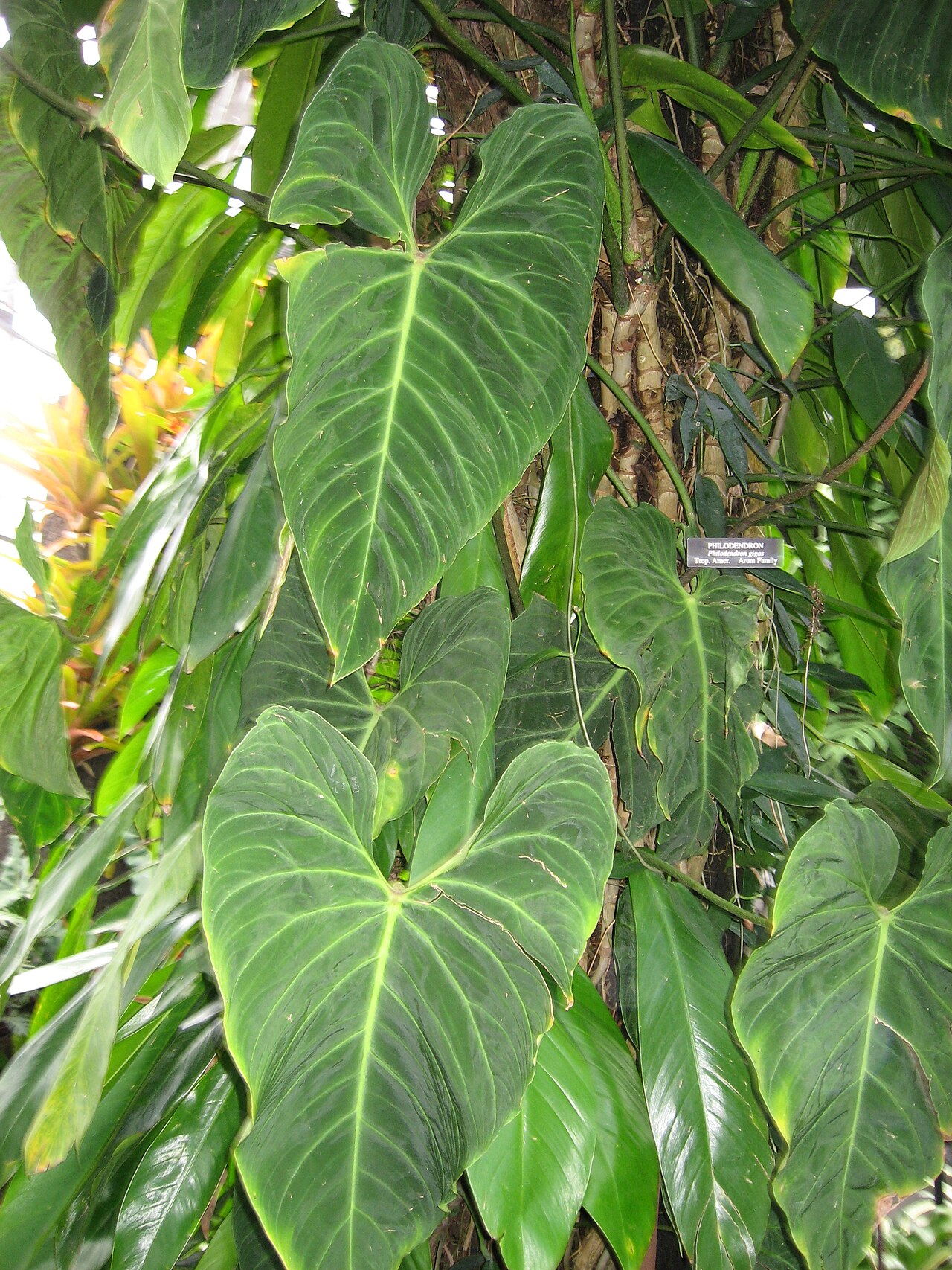 Philodendron gigas pestovanie v interiéri s oporou