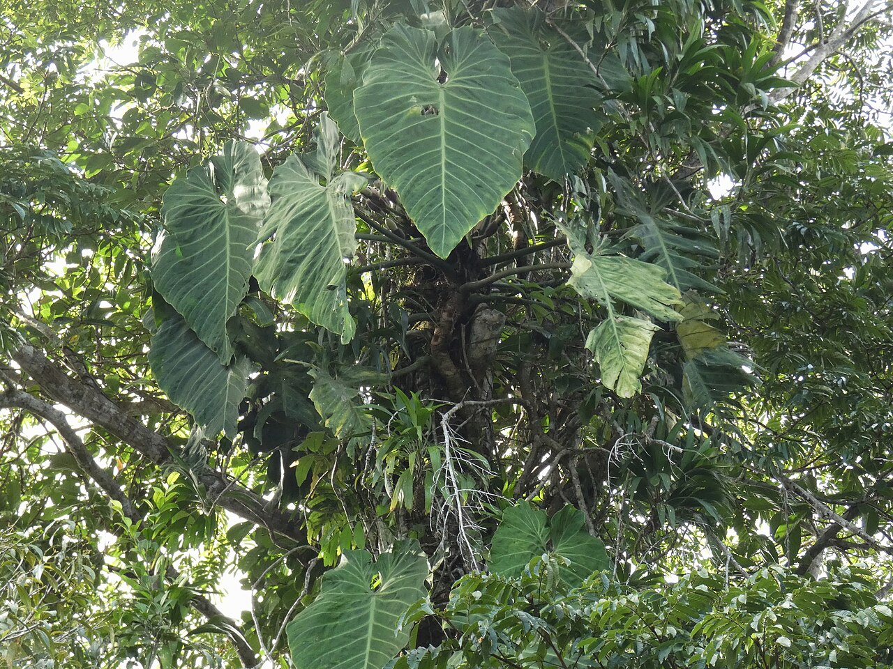 Zamatové listy rastliny Philodendron gigas