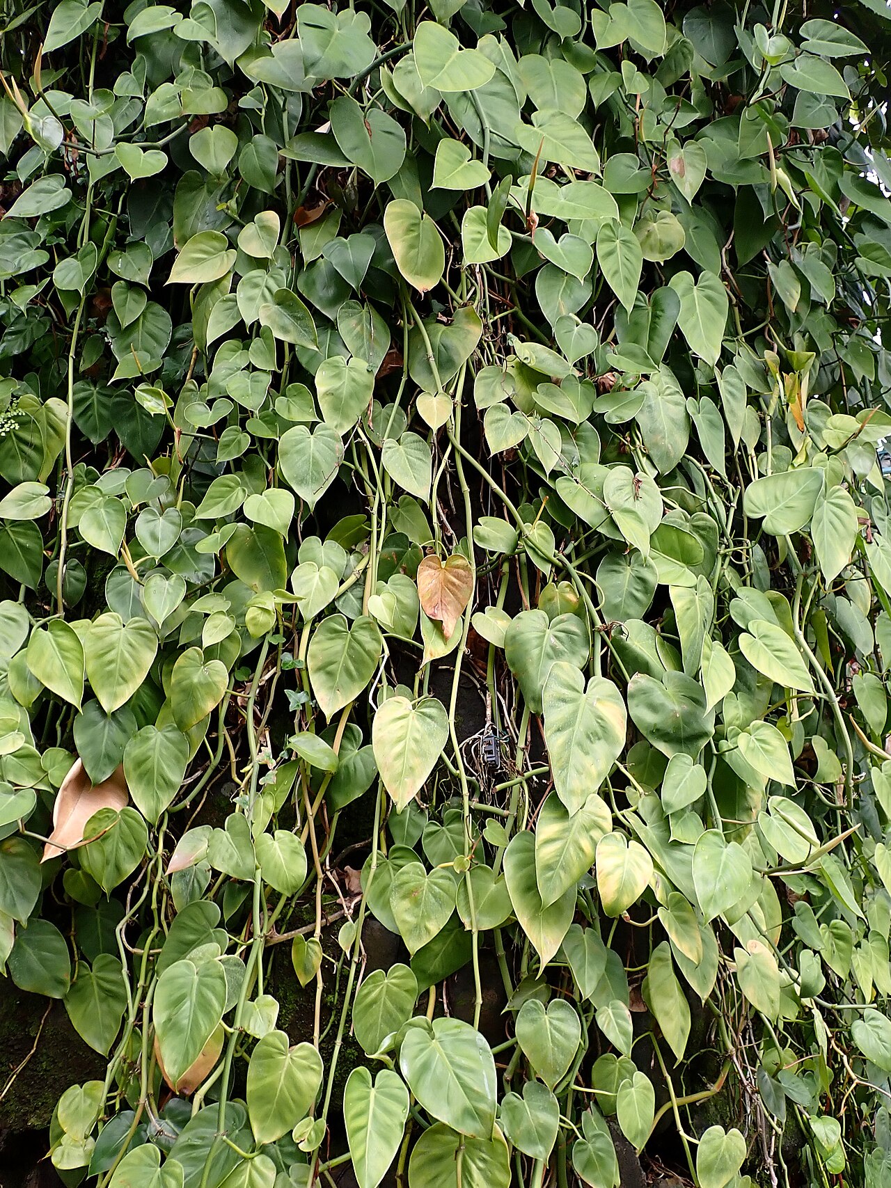 Detail srdcovitých listov Philodendron hederaceum