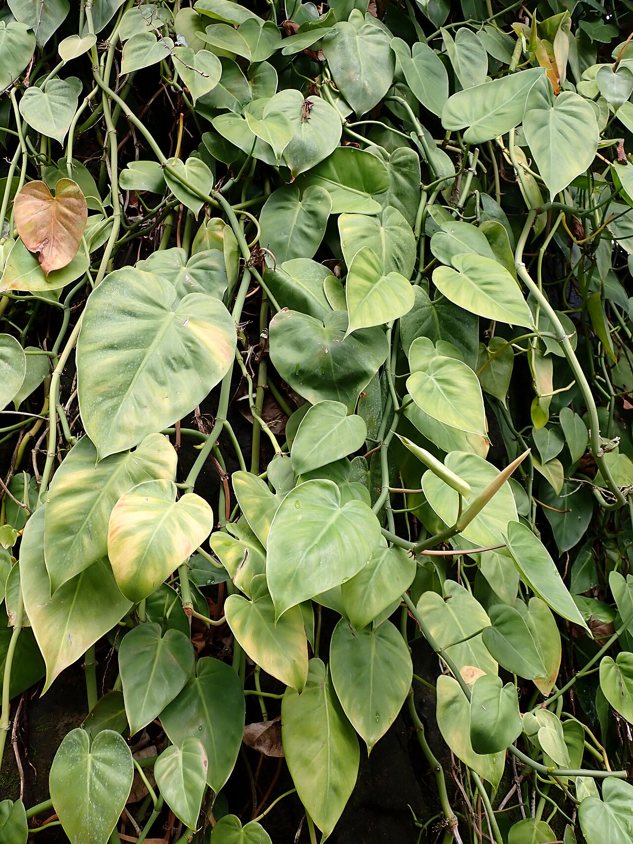 Philodendron hederaceum v závesnom kvetináči