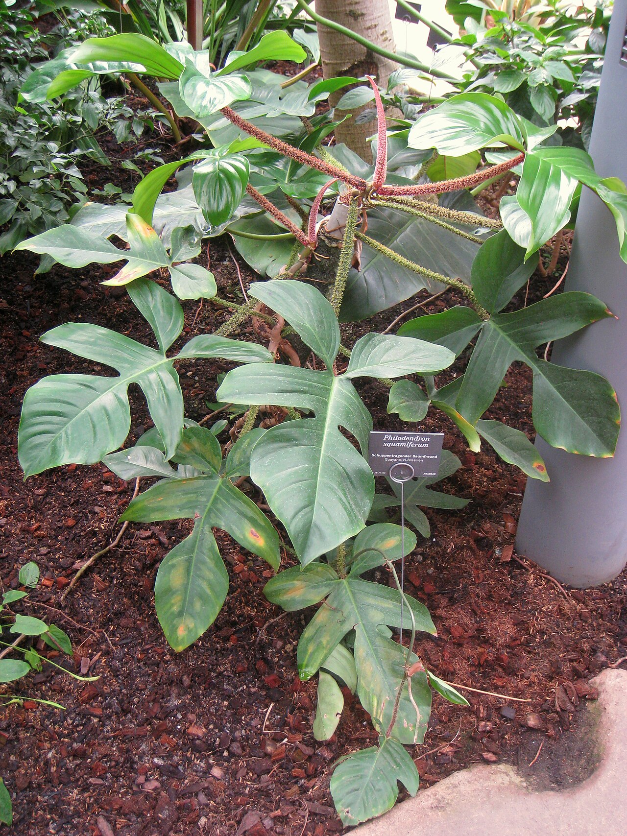 Starostlivosť o Philodendron squamiferum v interiéri