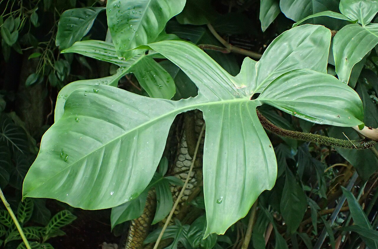 Philodendron squamiferum s laločnatými tmavozelenými listami