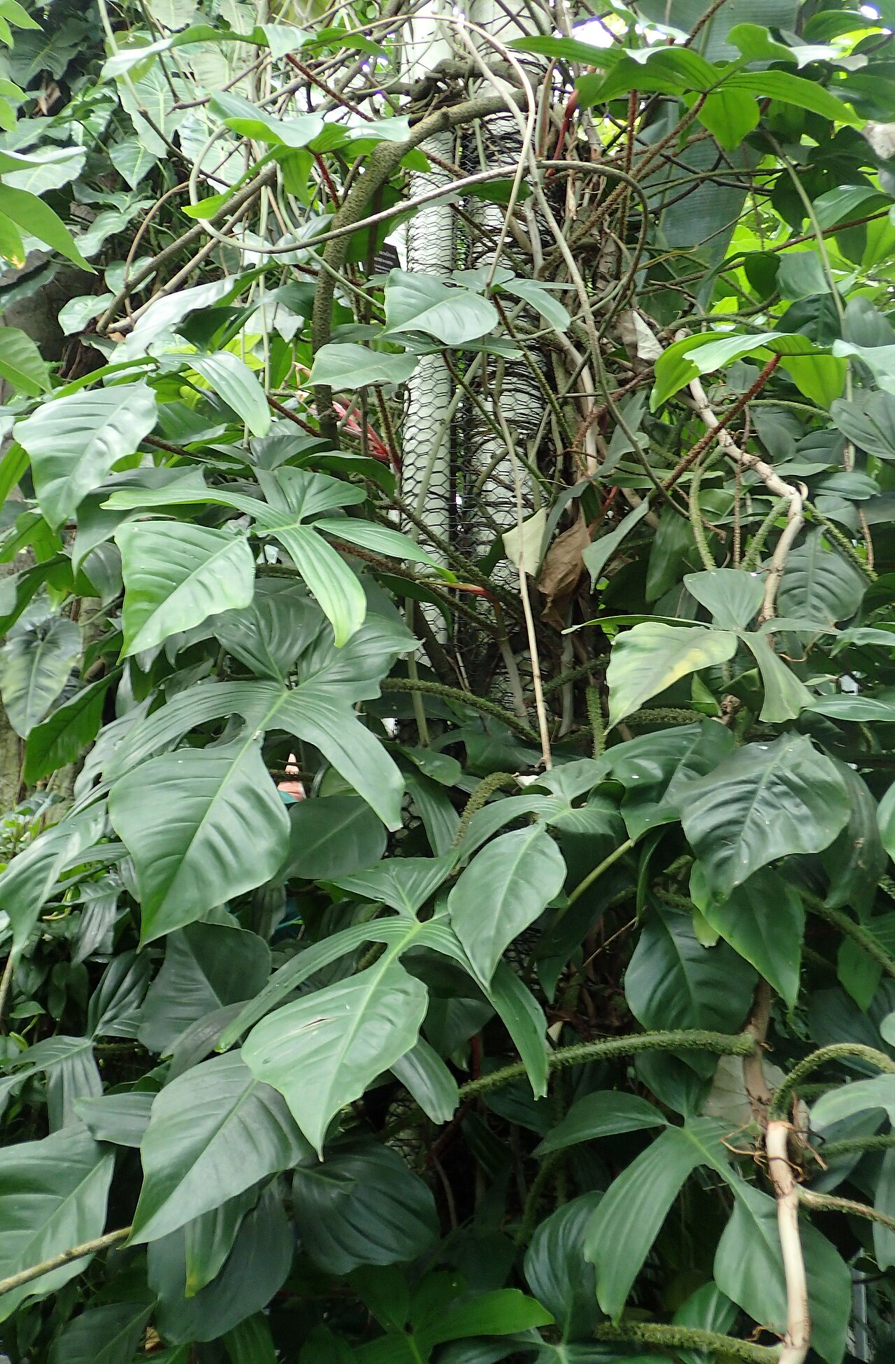 Detail červených chlpatých stopiek Philodendron squamiferum