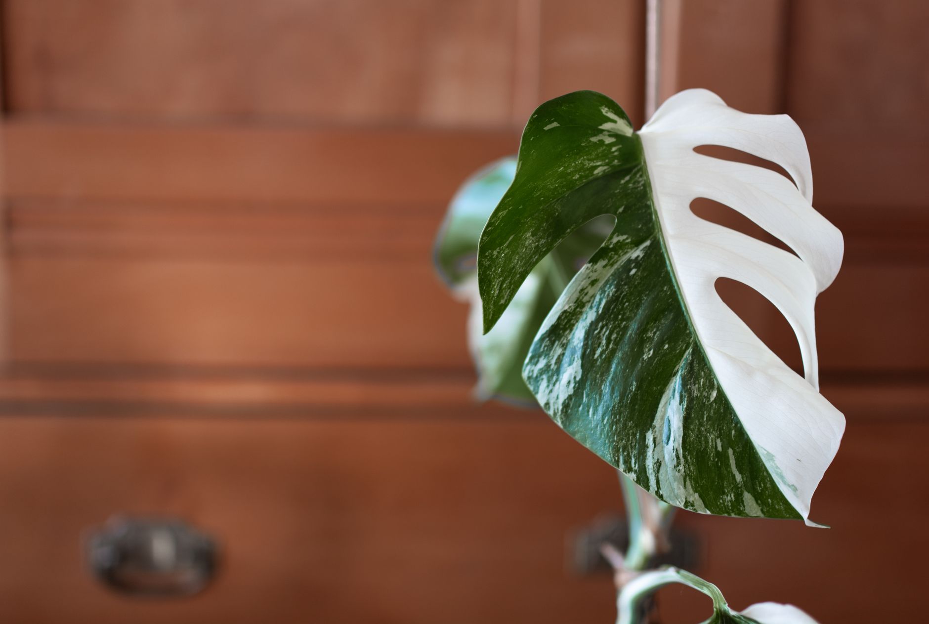 Philodendron White princess s oporou na šplhanie