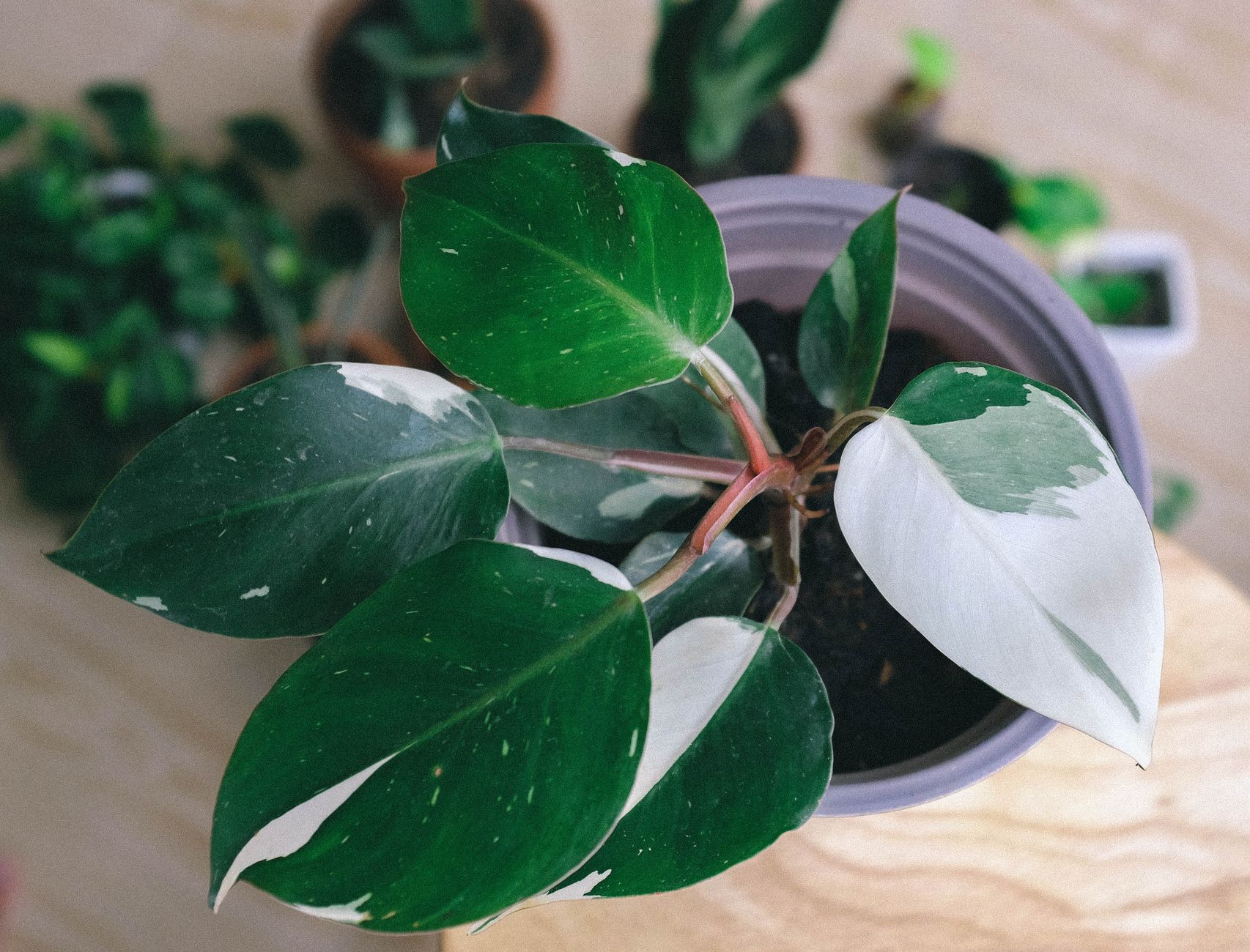 Philodendron White princess pestovanie v interiéri pri svetlom okne