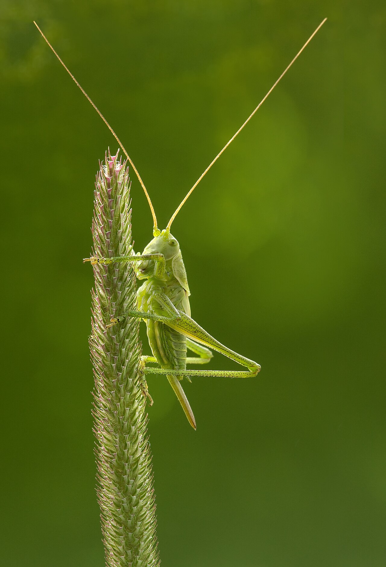 Phleum pratense pestovanie na svetlom vonkajšom stanovišti