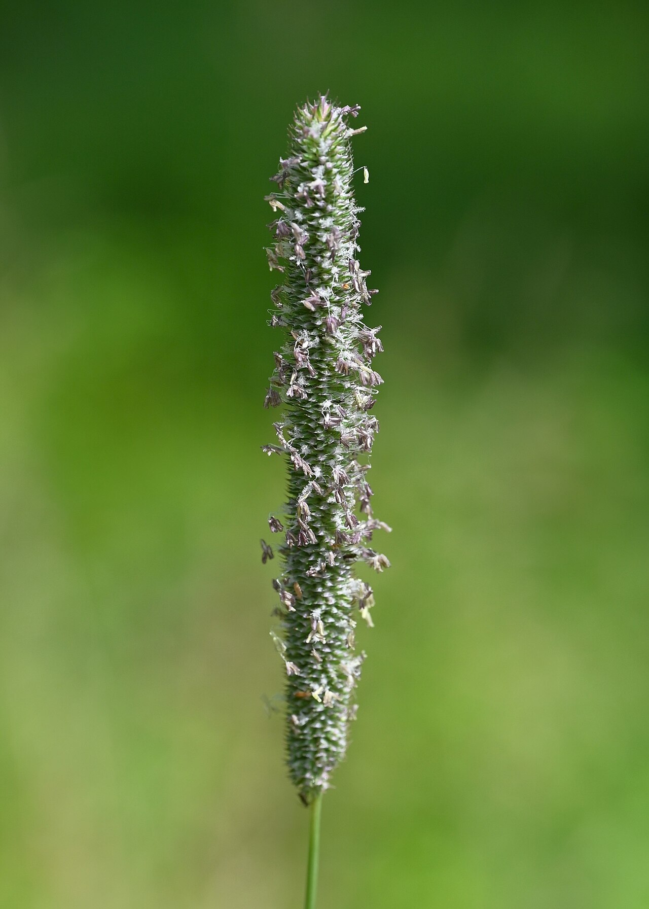 Phleum pratense v prirodzenom lúčnom poraste