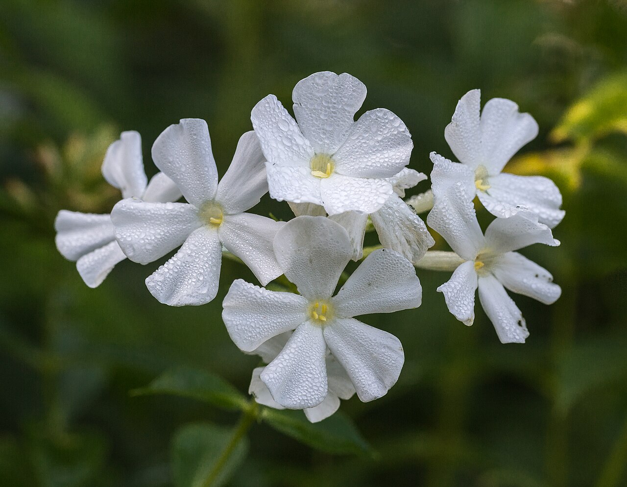 Starostlivosť o Phlox paniculata v záhrade počas kvitnutia
