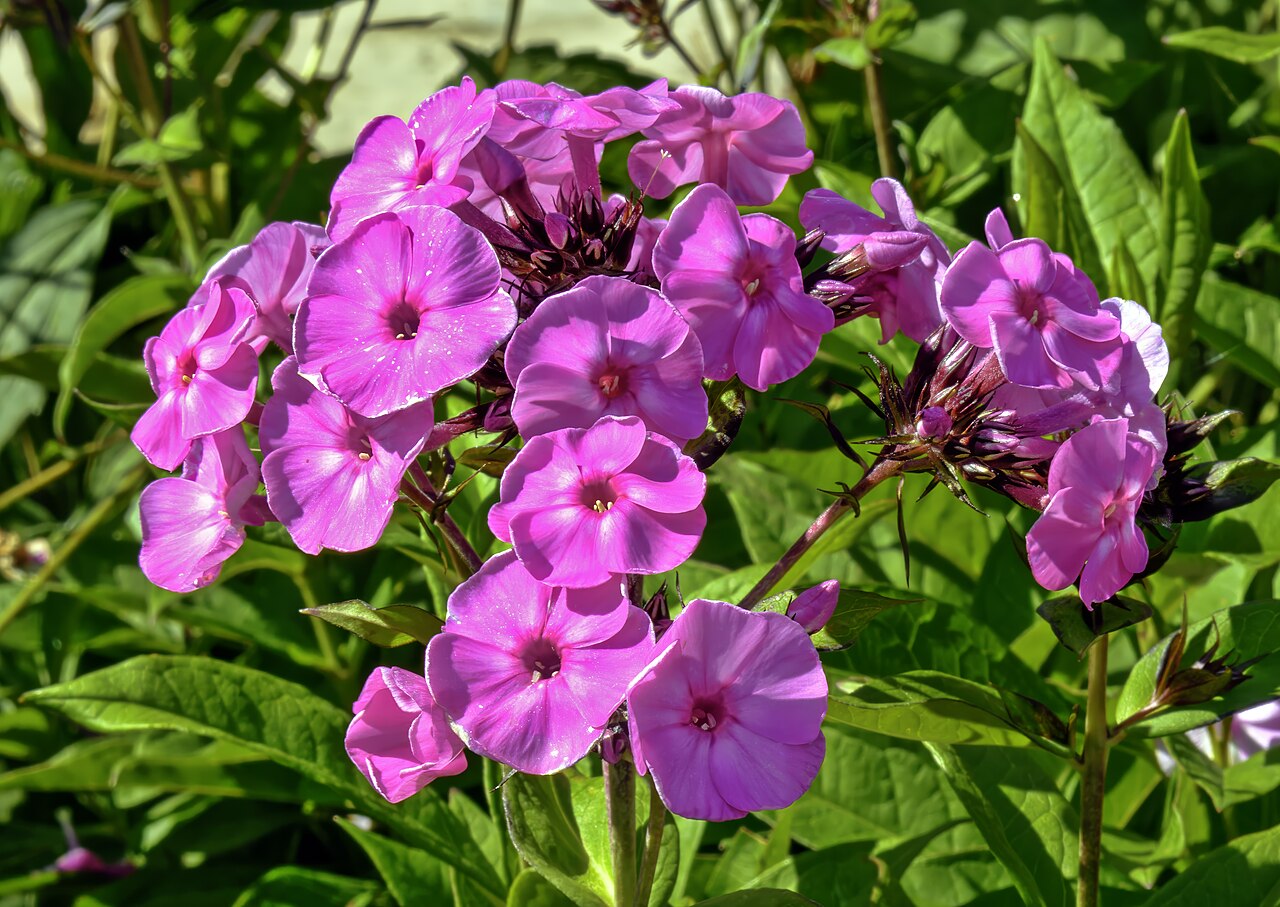 Phlox paniculata s bohatými ružovými kvetmi