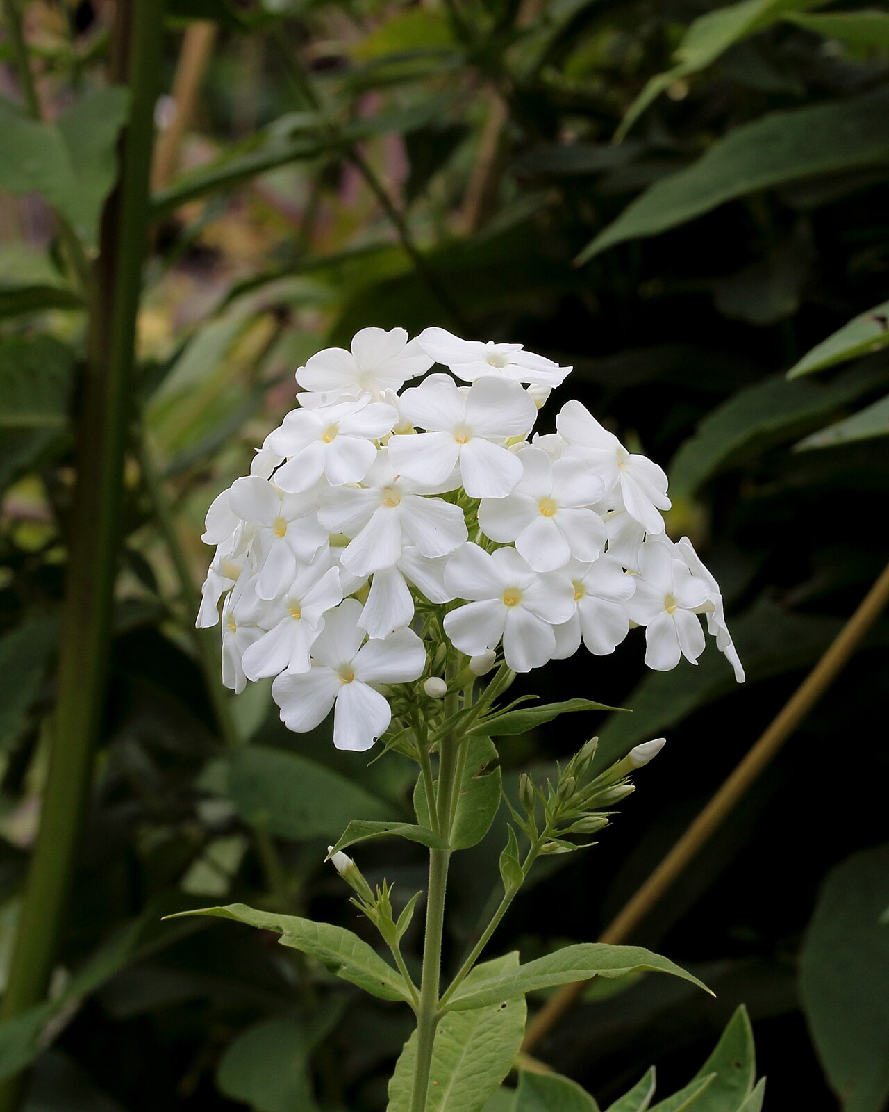 Detail súkvetia rastliny Phlox paniculata