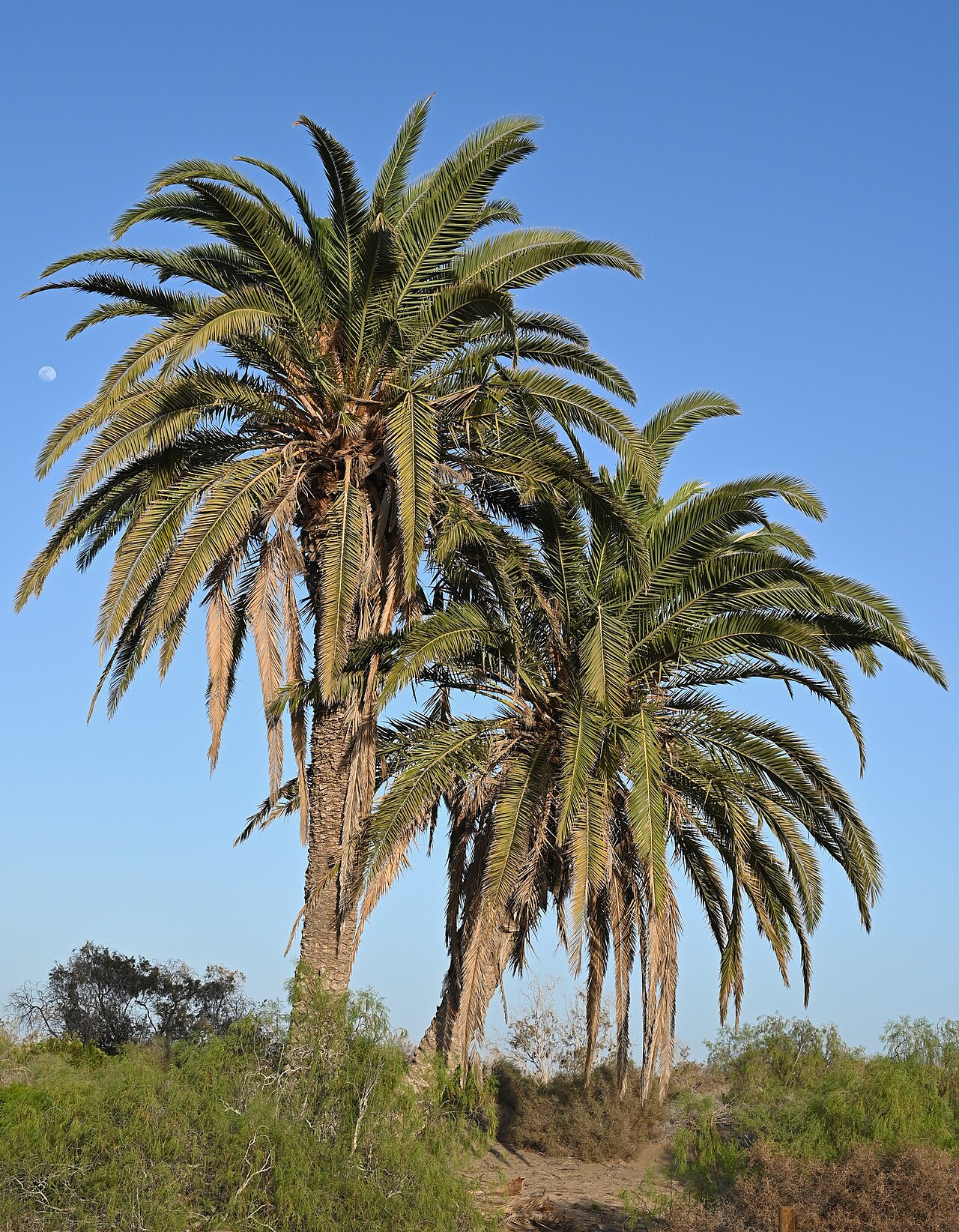 Starostlivosť o Phoenix canariensis v svetlom interiéri